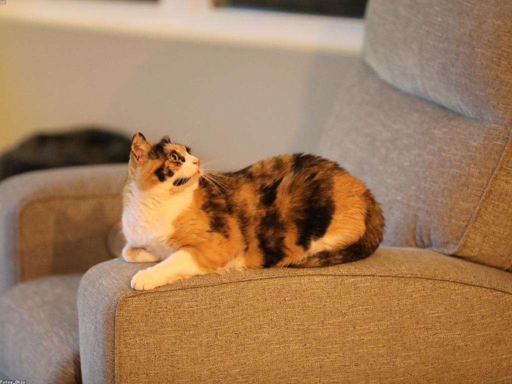 ការស្លតលេង: ការចាប់អារម្មណ៍នៅក្នុងពិភពវីដេអូ