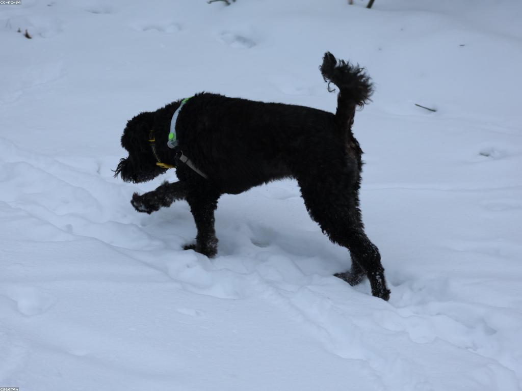 ការយល់ដឹងអំពីការស្លតលេងជាមួយសត្វ