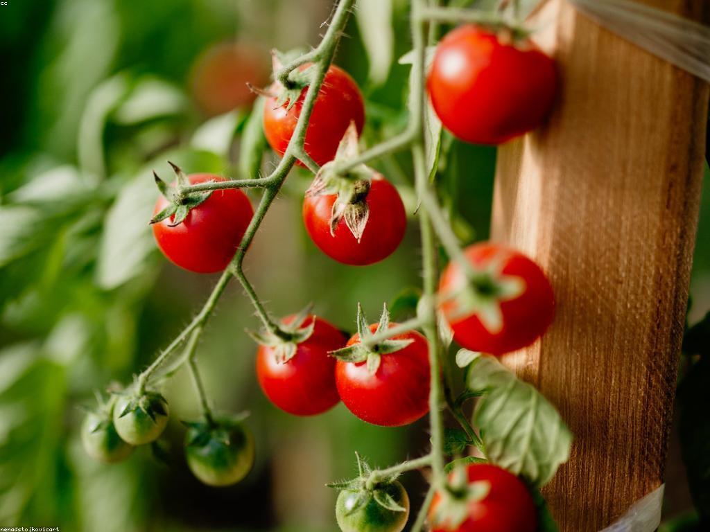 សំណួរ អំពីកសិកម្ម: វិធីសាស្រ្តកសិកម្មដែលមានភាពទាំទាំងប្រកបដោយអាកាសធាតុ