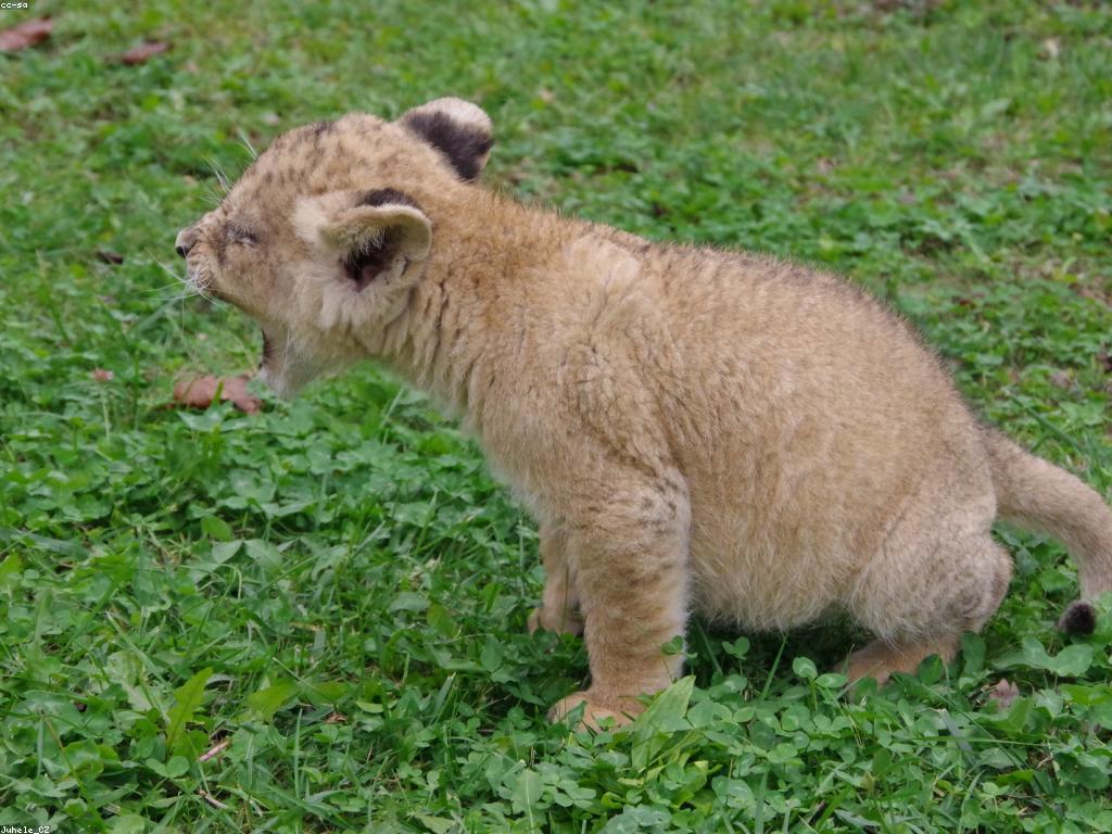 ការយល់ដឹងអំពីការស្លតលេងជាមួយសត្វ