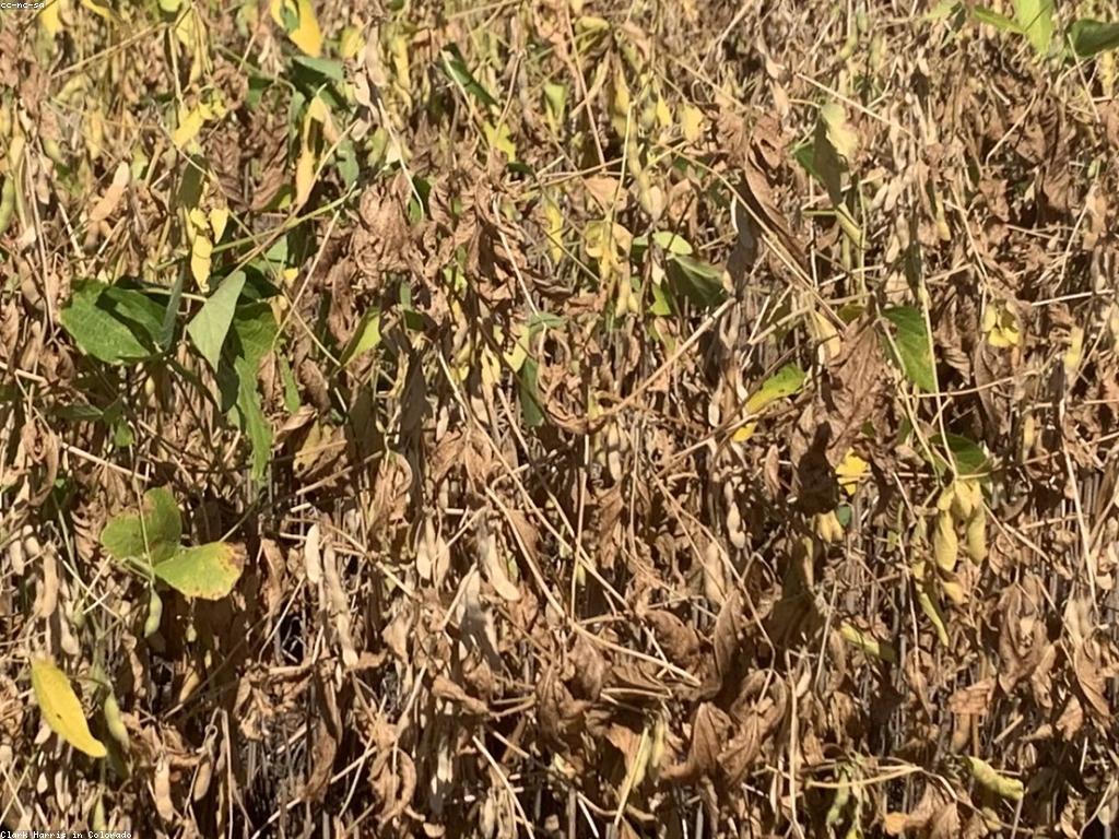 សំណួរ អំពីកសិកម្ម: សំខាន់និងការពិចារណា