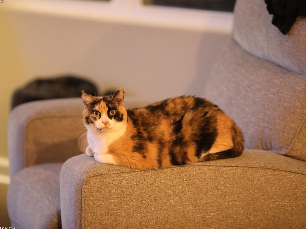 របៀបសម្លឹងនិងទទួលយកការស្លតលេងខ្មែរស្រ្តី